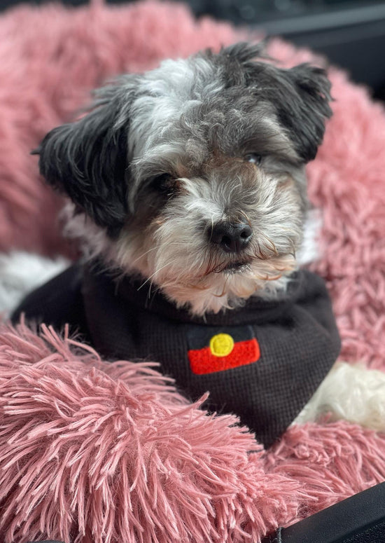 Aboriginal Flag Pet Scarf